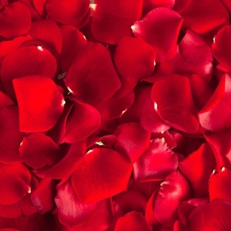 Red Rose Petals