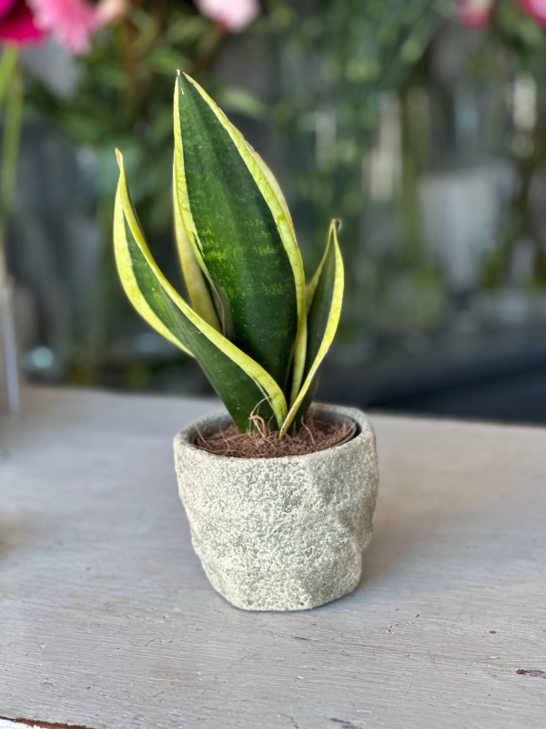 geigenfeige pflegeleicht Premium XXL Geigenfeige kaufen – Green Me Up