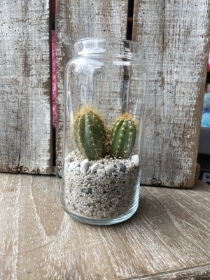 Areole Cacti in Jar