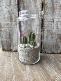 chinocactus platyacanthus Cacti in jar