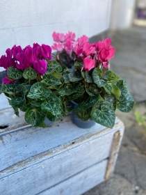 Cyclamen Plant Pot x 3