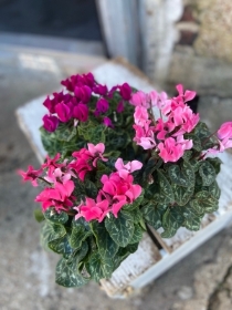 Cyclamen Plant Pot x 3