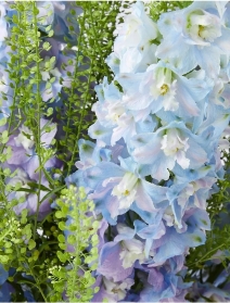 Delphinium Dreams