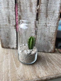 Echinocactus platyacanthus Cacti in Jar