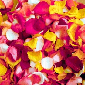 Fresh Rose Petals Mixed Colours