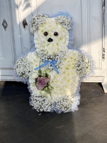 Gypsophila Teddy