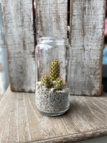 Ladyfinger Cacti in Jar