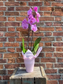 Phalaenopsis  Orchid in Ceramic