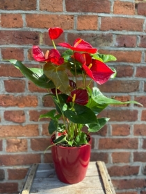 Red Anthurium Plant in Ceramic Pot