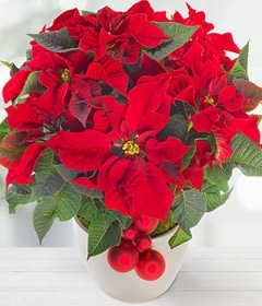 Red Poinsettia